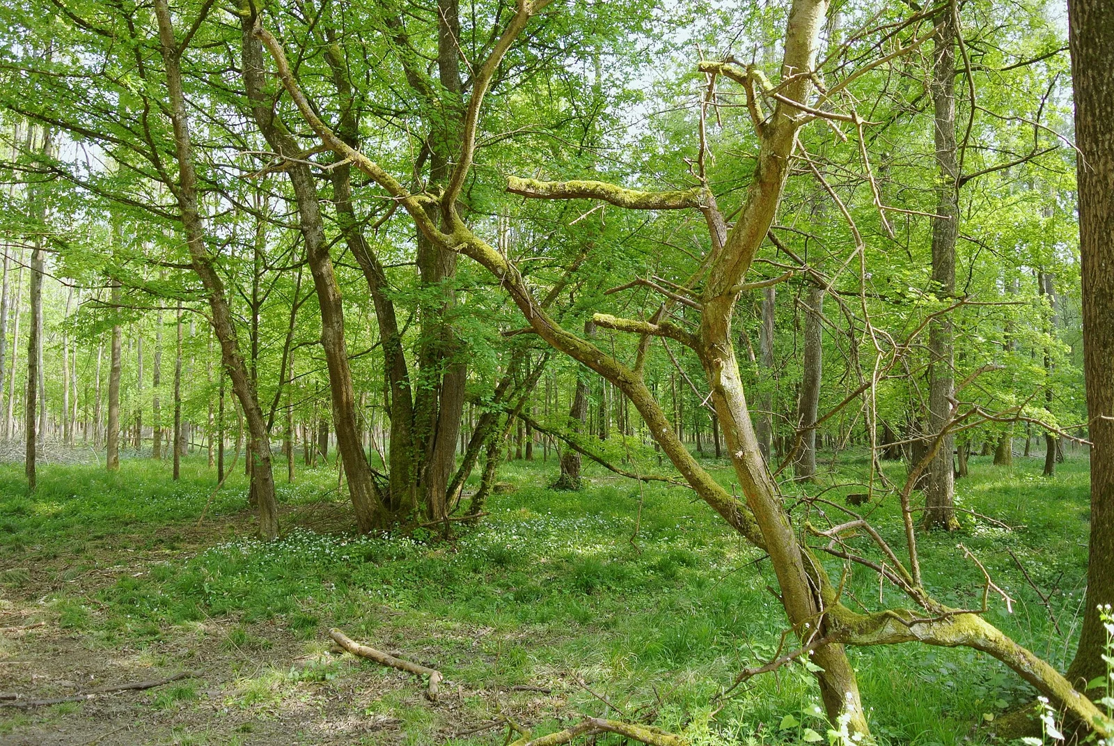 Forêt alluviale de l’Illwald près de Sélestat