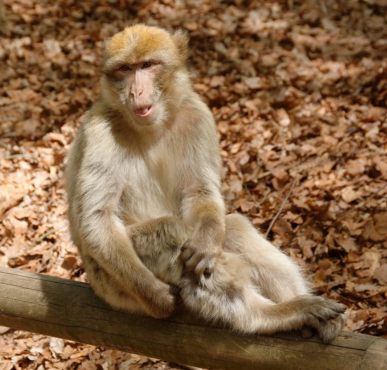 Macaque de Barbarie à la Montagne des Singes