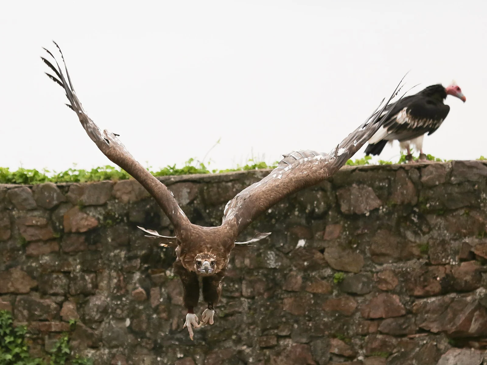 Rapaces en vol à la Volerie des Aigles